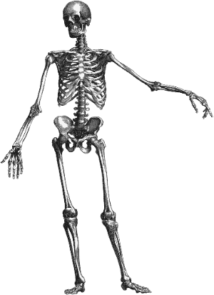 Chiropractic Skeleton Representing Unparalleled Healing Results